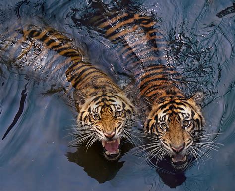  Water Tiger yuvası